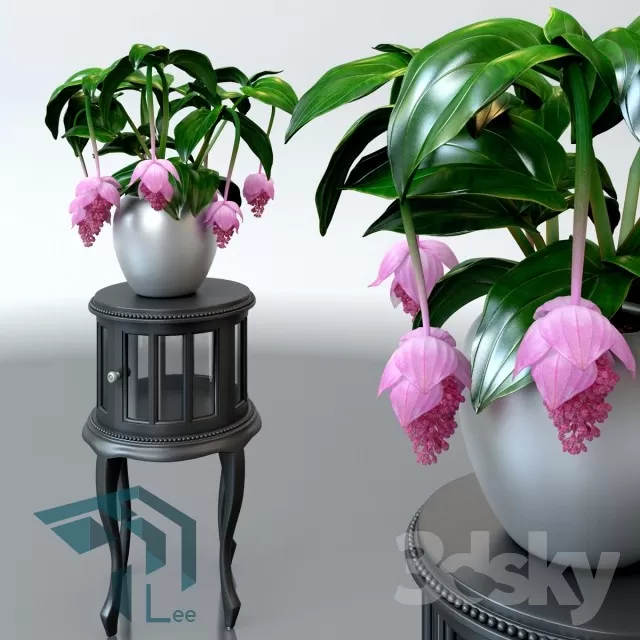 PRO PLANT 3D MODELS – 682