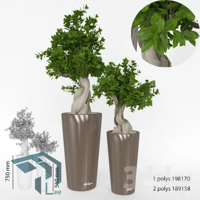 PRO PLANT 3D MODELS – 709