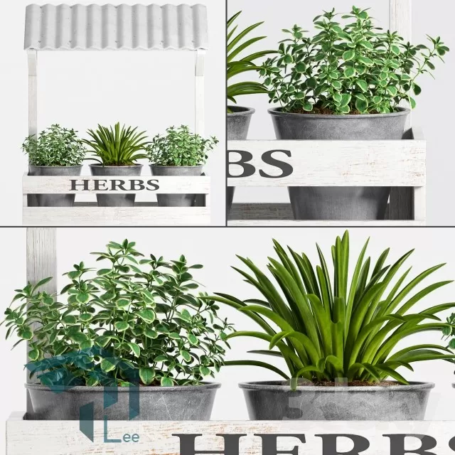 PRO PLANT 3D MODELS – 716