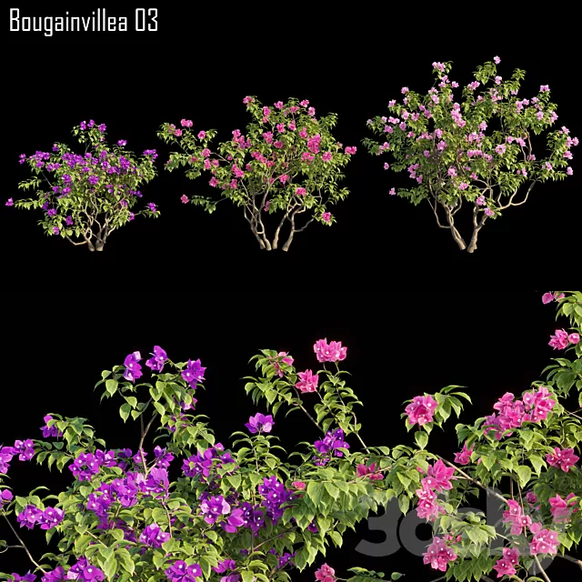 Plants – Flowers – 3D Models Download – Bougainvillea 03 (max; fbx)