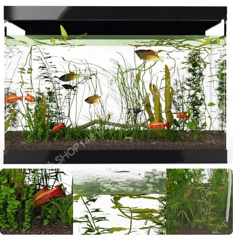 Aquarium Fish – 3Dsmax Models – 0019
