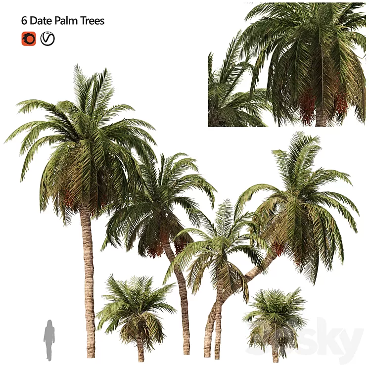 6 Arbian Date Palm Trees 3dskymodel