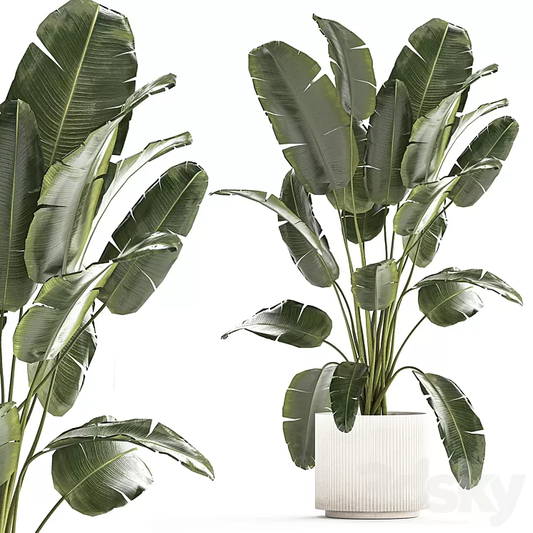 A beautiful interior plant in a modern flowerpot and a pot of banana palm ravenala and strelitzia. 1242 3dskymodel
