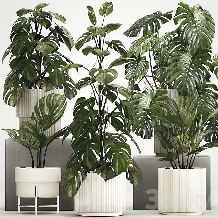 A beautiful interior potted plant is a decorative monstera bush. Set of plants 1213 3dskymodel