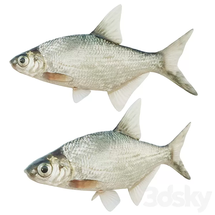 Abramis brama fish 3dskymodel