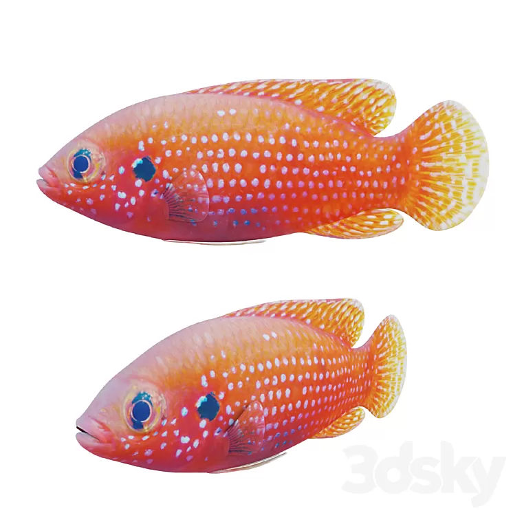 African jewel fish 3dskymodel