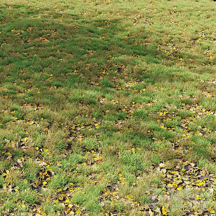 Autumn Grass 01 3dskymodel
