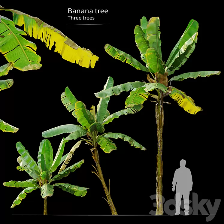 Banana Tree 3dskymodel