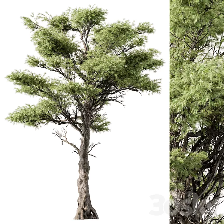 Big Maple Tree – Set 148 3dskymodel
