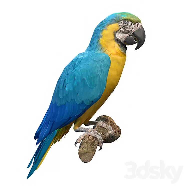 Blue and yellow macaw 3dskymodel