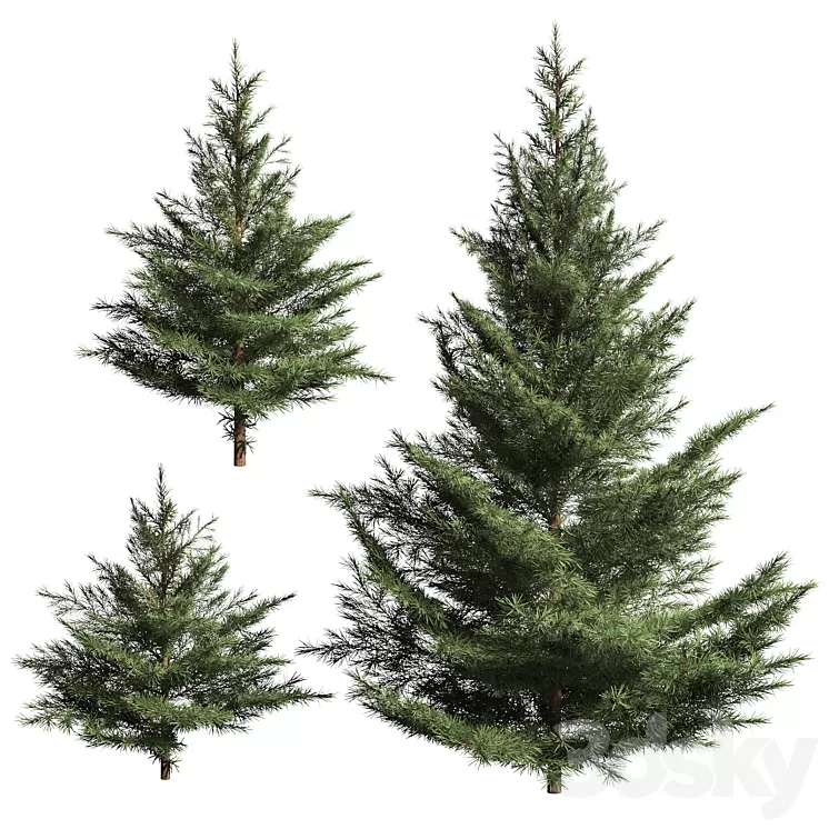 Collection of firs. 3 models 3dskymodel
