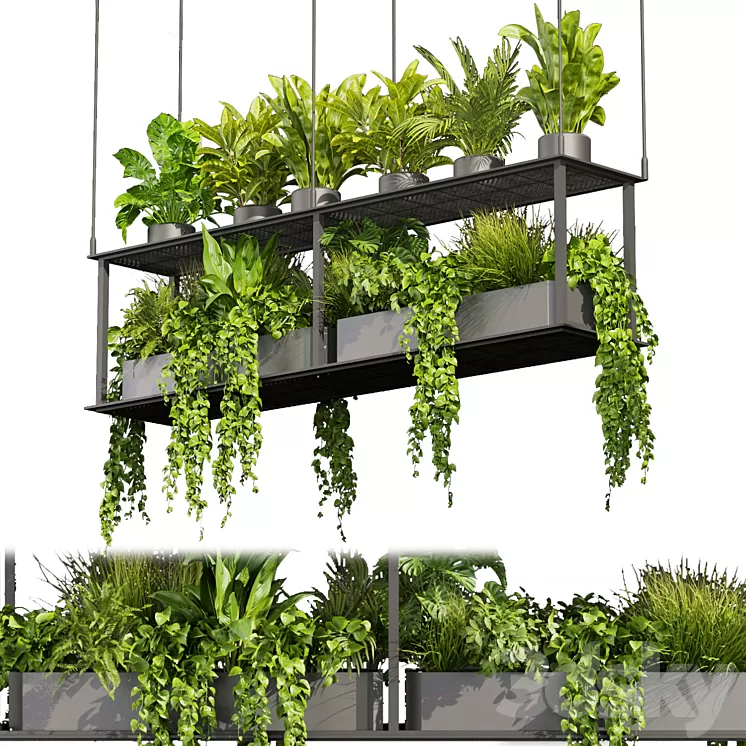 Collection plant vol 439 – hanging – ampelous – palm – – pothos 3dskymodel