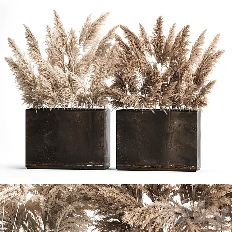 Dried flower bouquet of dried reeds in a rusty metal pot from pampas grass Cortaderia. 273. 3dskymodel