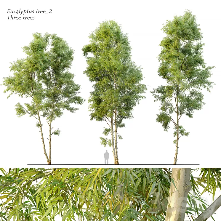 Eucalyptus_2 3dskymodel