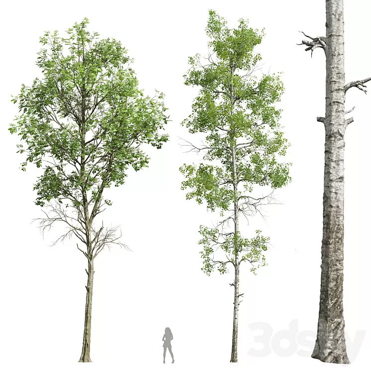 Fagus Sylvatica and Populus Tremuloides 3dskymodel