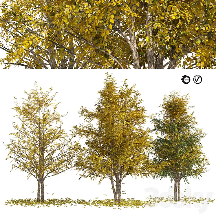Fall Water birch Trees 3dskymodel