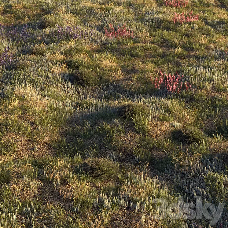 Field herbs | grass 3dskymodel