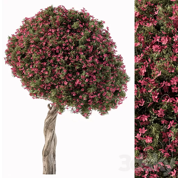Flower Tree – Set 104 3dskymodel