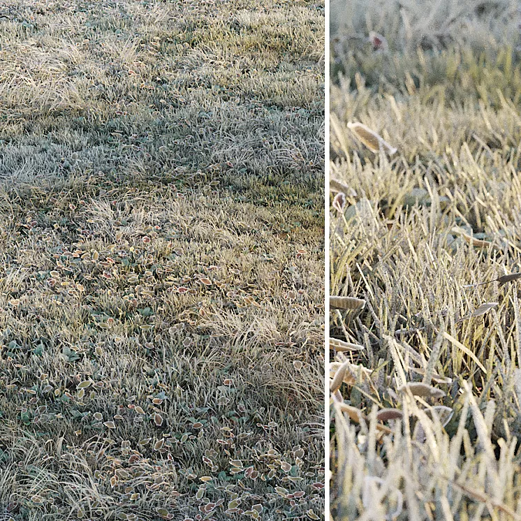 Frosty grass 3dskymodel