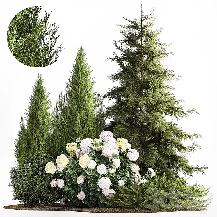 Garden of spruce pine topiary white hydrangea bush flowers juniper alpine hill. Plant set 1181 3dskymodel