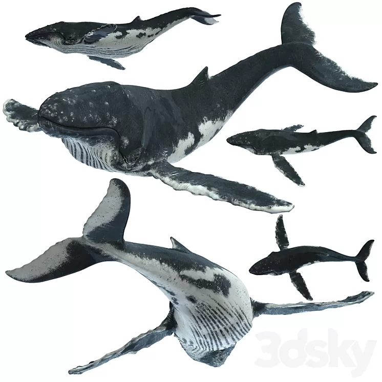 Humpback whale 3dskymodel