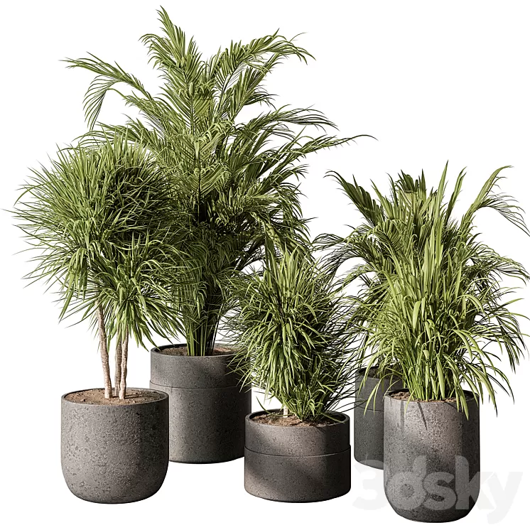 indoor Plant 483 – Tropical Plants 3dskymodel