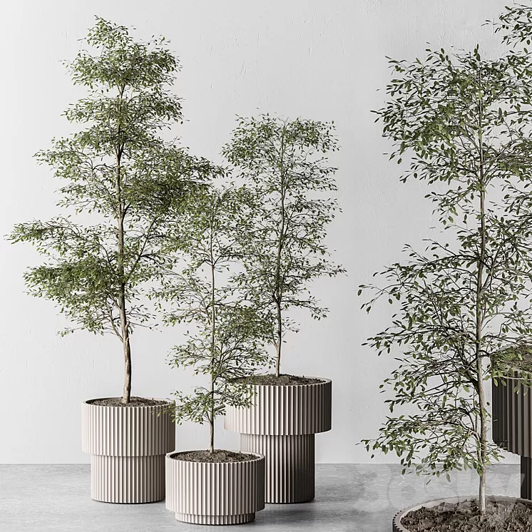 indoor Plant 497 – Sapling Tree 3dskymodel
