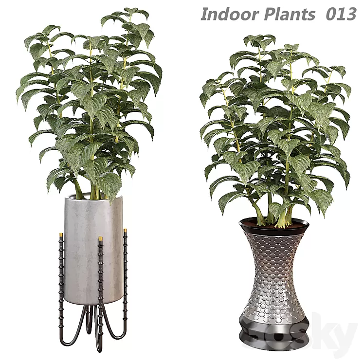 Indoor plants in a pot 013 3dskymodel