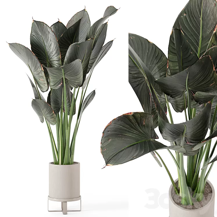 Indoor Plants in Ferm Living Bau Pot Large – Set 555 3dskymodel