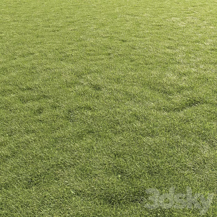 Lawn Grass 01 3dskymodel