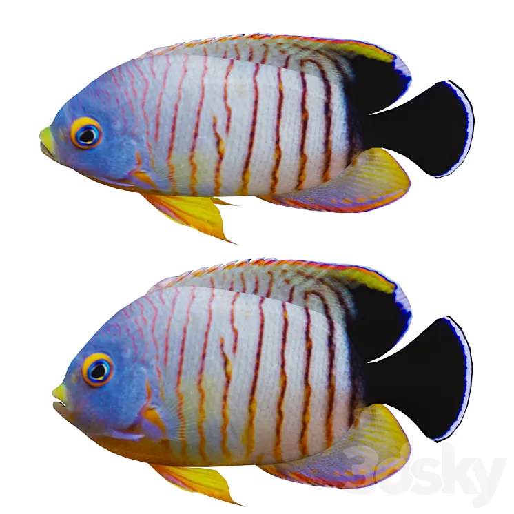 marine fish 3dskymodel
