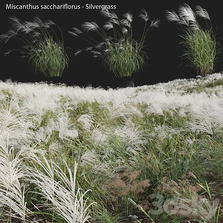 Miscanthus sacchariflorus – Silvergrass 03 3dskymodel