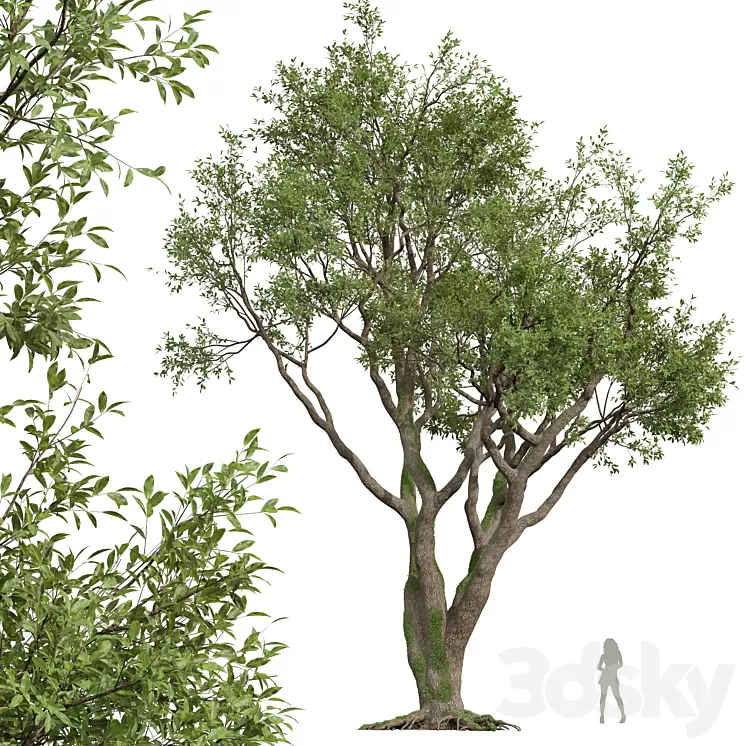 New Plant High detail Angel Oak Live Tree 3dskymodel