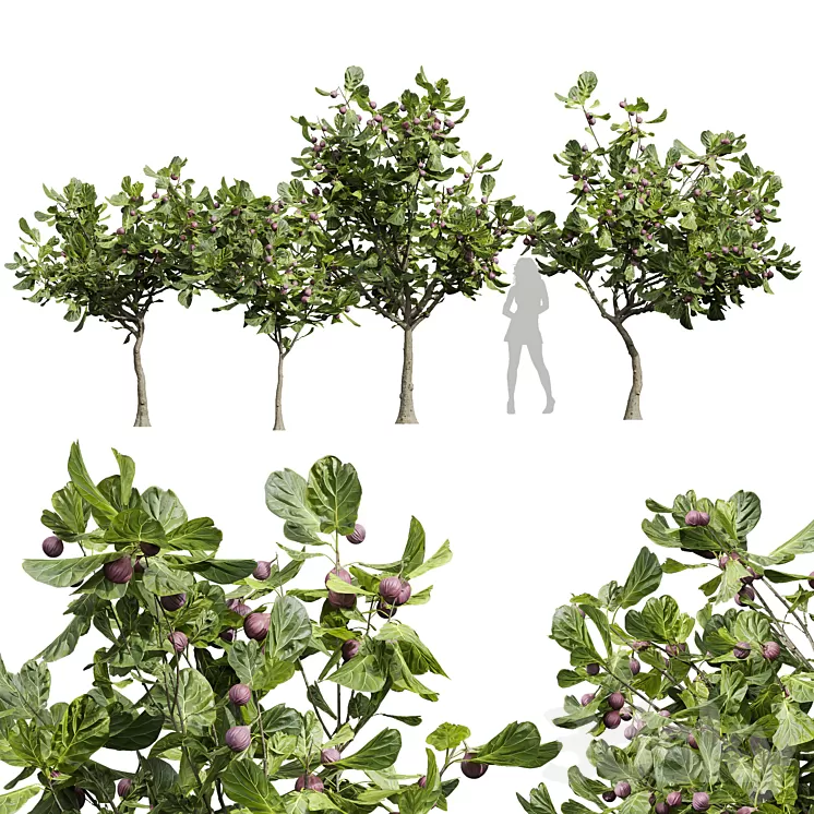 New Plant High detail Ficus Carica Feige Fig 3dskymodel
