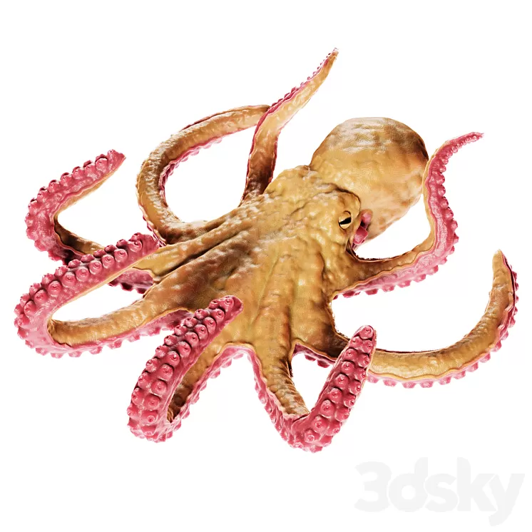 Octopus 3dskymodel