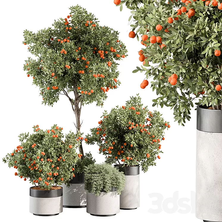 Outdoor Plant 513 – Orange Tree 3dskymodel
