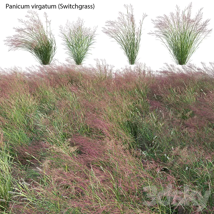 Panicum virgatum (Switchgrass) 3dskymodel