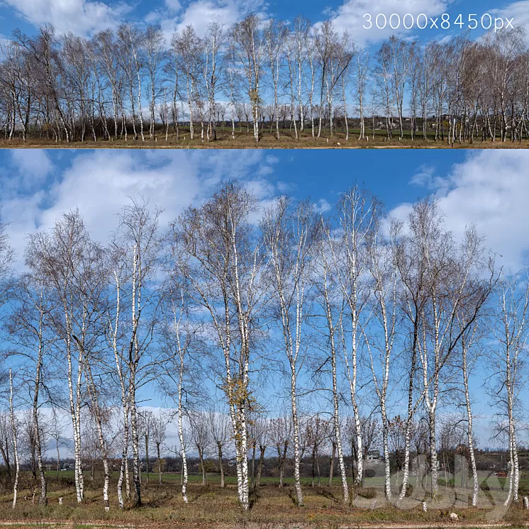 Panorama with birches. 30k 3dskymodel