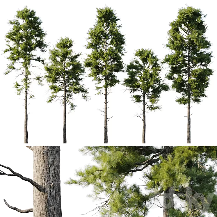 Pine 18m and 12m 3dskymodel