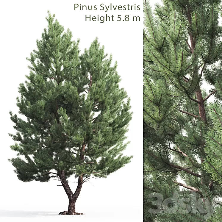 Pine 3dskymodel