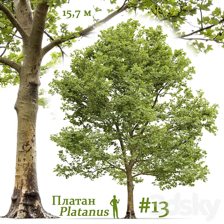 Plane-tree \/ Sycamore \/ Platanus #13 3dskymodel
