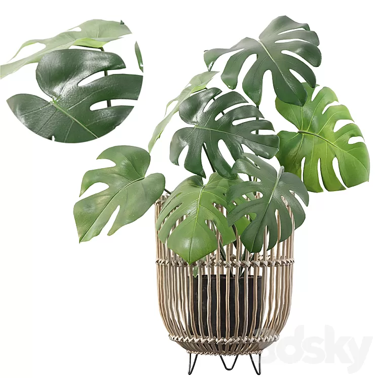 Plants collection 054 – Monstera 04 3dskymodel
