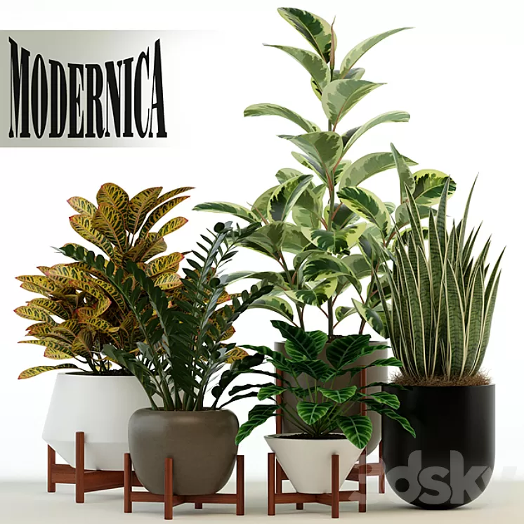 Plants collection 75 Modernica pots 3dskymodel