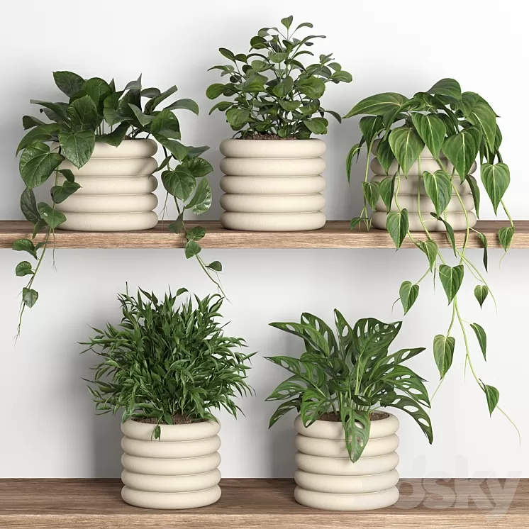 plants on shelf 06 3dskymodel