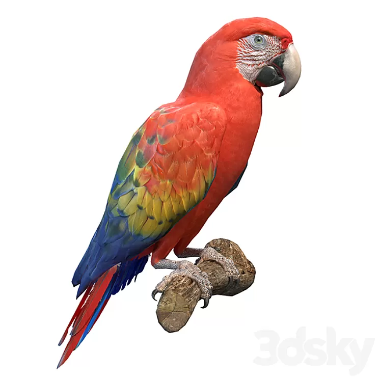 Red macaw 3dskymodel