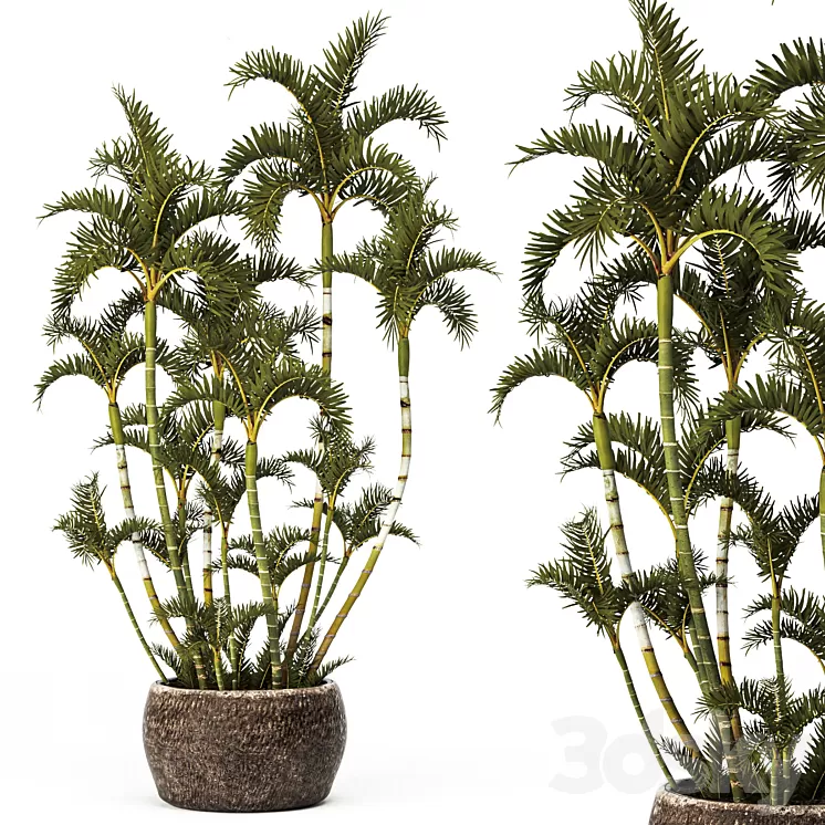 Roystonea decorative palm tree outdoor flowerpot pot bushes tropical exotic 3dskymodel