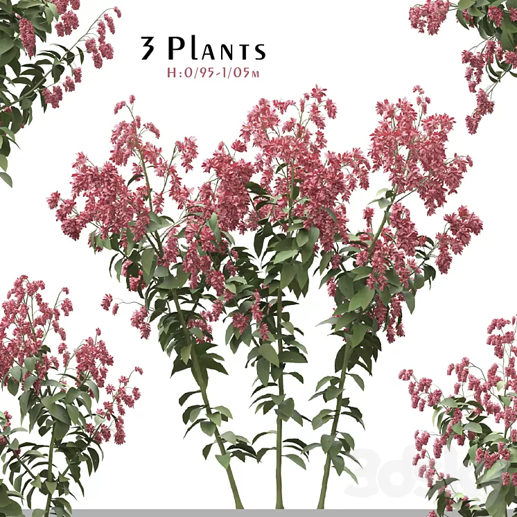 Set of Polygonum Orientale Plant ( Princes Feather ) ( 3 Plants ) 3dskymodel