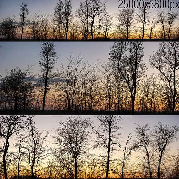 Silhouettes of trees at sunset. Panorama 3dskymodel