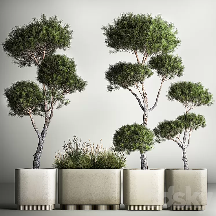 Small trees in pots pine topiary wildflowers bush feather grass grass. Plant collection 1177. 3dskymodel