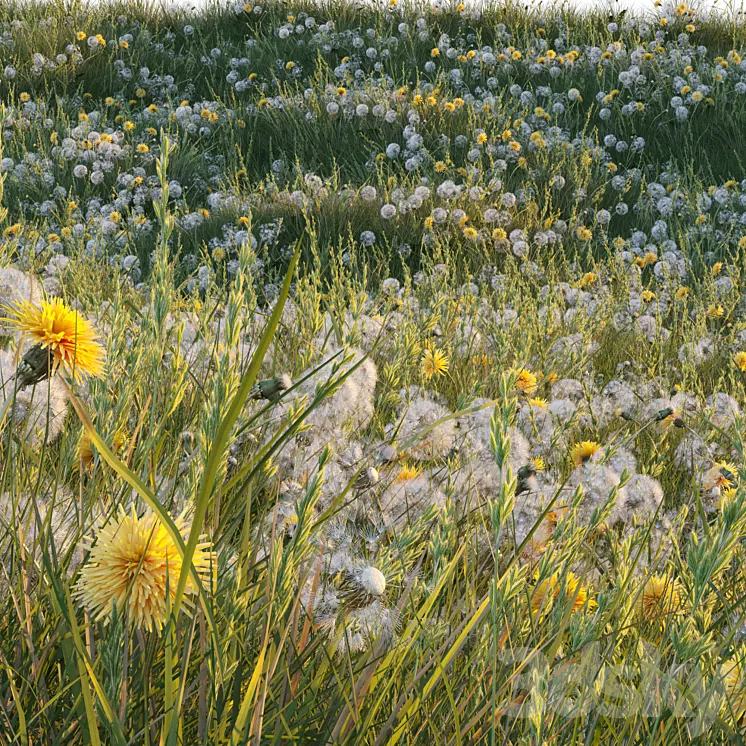 Spring summer field grass with white and yellow dandelions 3dskymodel